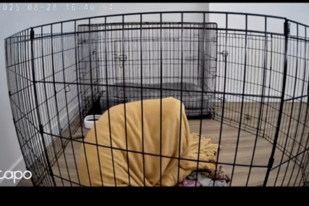 Owner Checks Dog Camera While at Work, Not Prepared for What He’s Doing