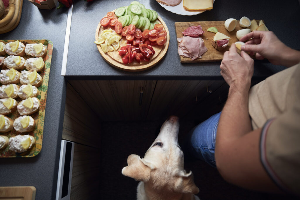 Dog Impresses Viewers Online With Cheese Trick: ‘Goodest Boy’