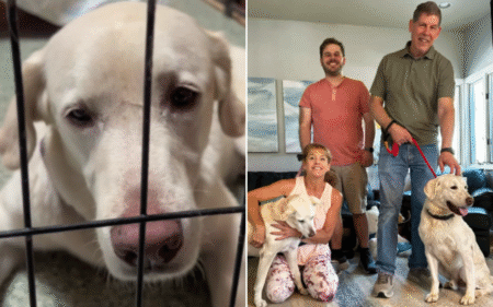 Dog ‘Depressed’ After 1,500 Days in Shelter, Then His Luck Finally Changed