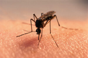 South Carolina Sees First Death in Over 20 Years From This Disease