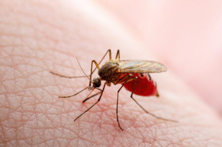 This Drink Makes You More Attractive to Mosquitos
