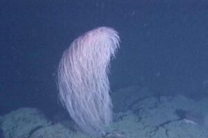 New coral species is named after a ‘Star Wars’ character