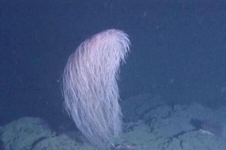 New coral species is named after a ‘Star Wars’ character