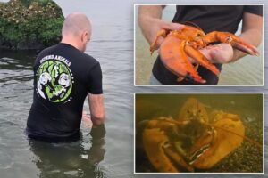 Ultra-rare orange lobster found at NY supermarket – but gets spared from the menu: ‘1 in 30 million’