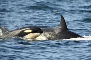 Second Orca This Year Carries Its Dead Newborn in Washington Waters