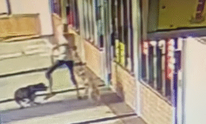Florida Woman Bites Dog to Save Her Own Terrier