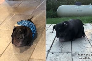Dachshund Recused Weighing a Whopping 37 Lbs—Now He’s Unrecognizable