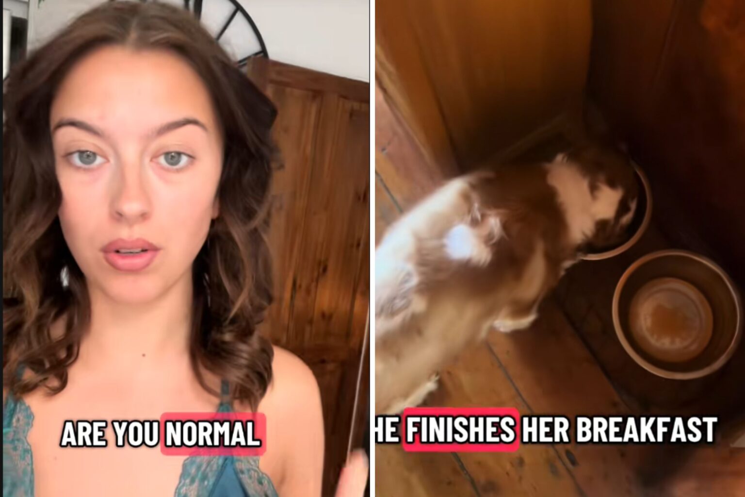 Tears Over Reason Woman Still ‘Feeds’ Her Dog Who Passed Away Months Ago
