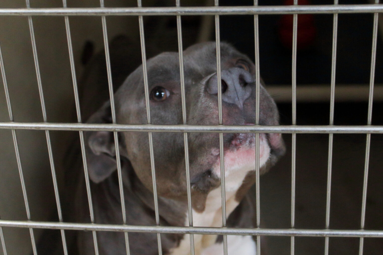 Shelter Dog Who Looks ‘So Broken’ Has Visitor, Life Changes in an Instant