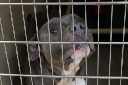 Shelter Dog Who Looks ‘So Broken’ Has Visitor, Life Changes in an Instant
