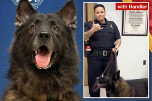 Hawaiian police dog dies after being left in hot car by handler