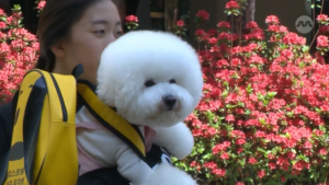 Sit, stay, study: South Koreans spending big on ‘kindergarten’ for their pet dogs