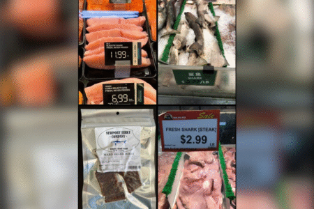 Americans Are Unknowingly Buying Critically Endangered Shark Meat