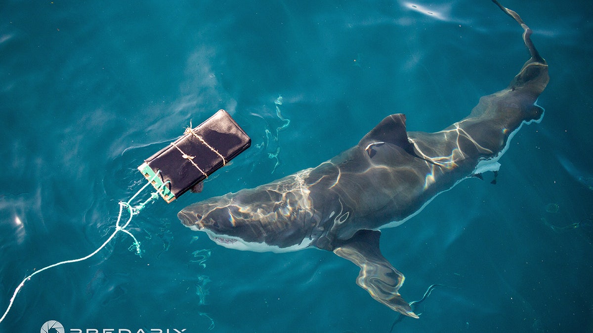 Shark swimming around wetsuit material during test