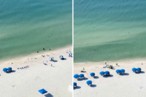 Woman Looks Into Clear Waters of Alabama Beach—Then Sees What’s Lurking