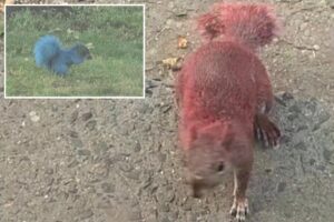 Connecticut animal activists seeking jerks who coated two squirrels with neon paint