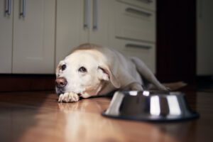 College Student Gets Diagnosis for Dog—Realizes Life Will Never Be the Same