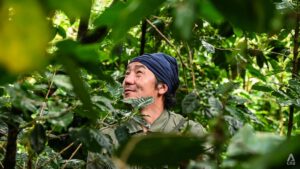 Hot demand, shrinking harvests: Thai coffee faces boom and doom paradox