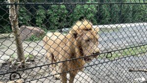 Scrutiny on Thai zoo grows after lion attack