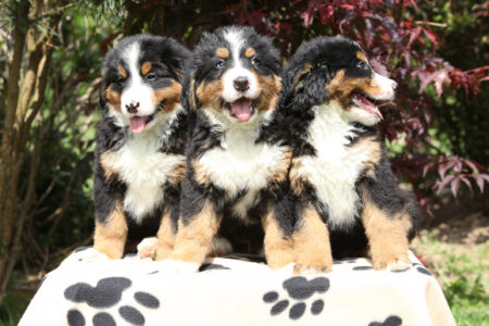 Bernese Mountain Dogs’ Owner Proves Coming Home Can’t Be Anything but Joy