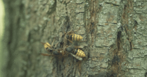 Have you noticed an increase in wasp activity around Toronto? Here’s why