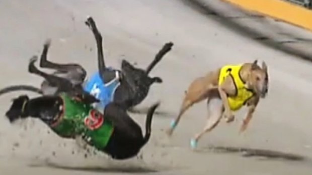 A high-speed collision during a greyhound race at The Q in May at one of the new venue’s warm-up races.