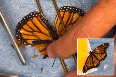 With flying colors! Injured monarch butterfly miraculously flies again after LI wing transplant
