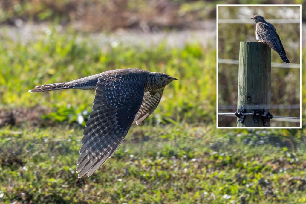 How a bird ‘no one ever sees’ drove tons to a Long Island golf course