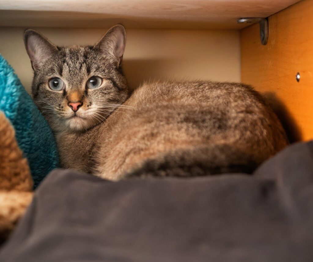 Vet Cat Goes Missing Before Bedtime, Belgian Malinois Knows What To Do