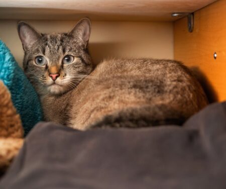 Vet Cat Goes Missing Before Bedtime, Belgian Malinois Knows What To Do