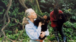 Jane Goodall, pioneer who discovered chimpanzees use tools, dead at 91 during U.S. tour