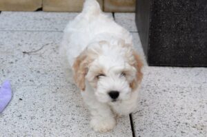 Cavapoo Refuses To Let Playtime End After Owner Packs Away His Toys