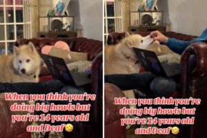 Deaf Husky’s Howls Now Silent, But She Still Makes Her Point Loud and Clear