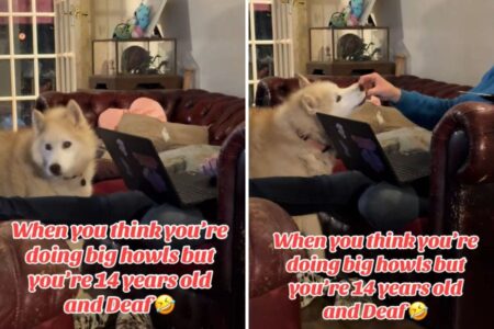Deaf Husky’s Howls Now Silent, But She Still Makes Her Point Loud and Clear
