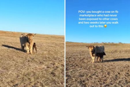 Woman Buys Cow From Facebook Marketplace, Later Learns She’s BOGO Deal