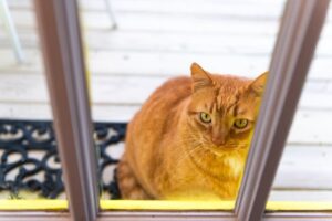 Cat Runs Away in 2013, Over a Decade Later, Vet Calls With Shocking News