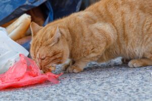 Cat Found Eating Trash in Alley, 1 Week Later Everything Changes %%page%% %%sep%% %%sitename%% Cat found eating trash in alley, 1 week later everything changes