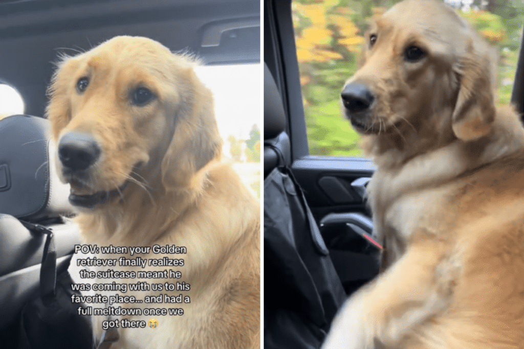 Golden Retriever Can’t Contain Excitement Realizing He’s at Favorite Place
