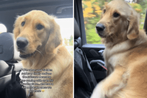 Golden Retriever Can’t Contain Excitement Realizing He’s at Favorite Place