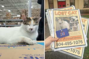 Viral Campaign To Find Missing Lowe’s Cat Comes to Shocking Conclusion