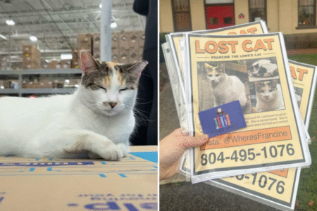 Viral Campaign To Find Missing Lowe’s Cat Comes to Shocking Conclusion