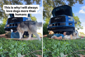 Siberian Husky Spots Owner Working in Yard—What He Does Next Melts Hearts