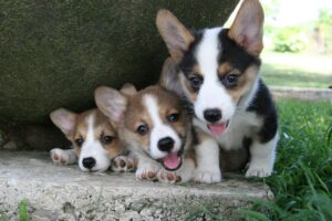 Woman Drives Home From Work, Then She Sees Pack of Corgi Pups Needing Help