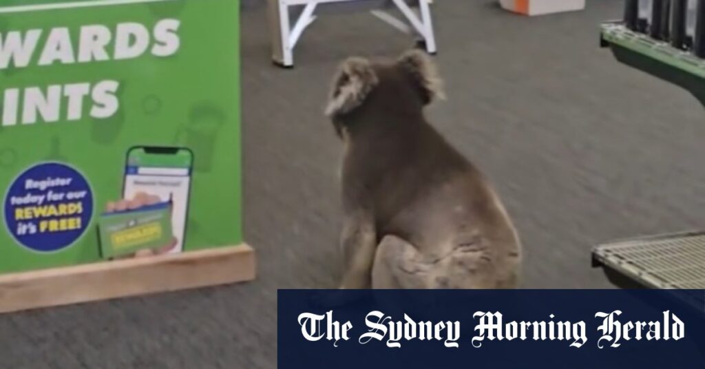 Koala wanders into SA pub in delightful video