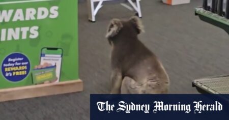 Koala wanders into SA pub in delightful video