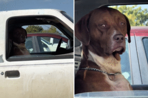 Dog Filmed in Car Gives Side-Eye—Viewers Can’t Handle How Human She Looks