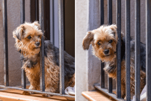 Dog Goes Missing for Two Days, Her ‘Punishment’ Once Found Goes Viral