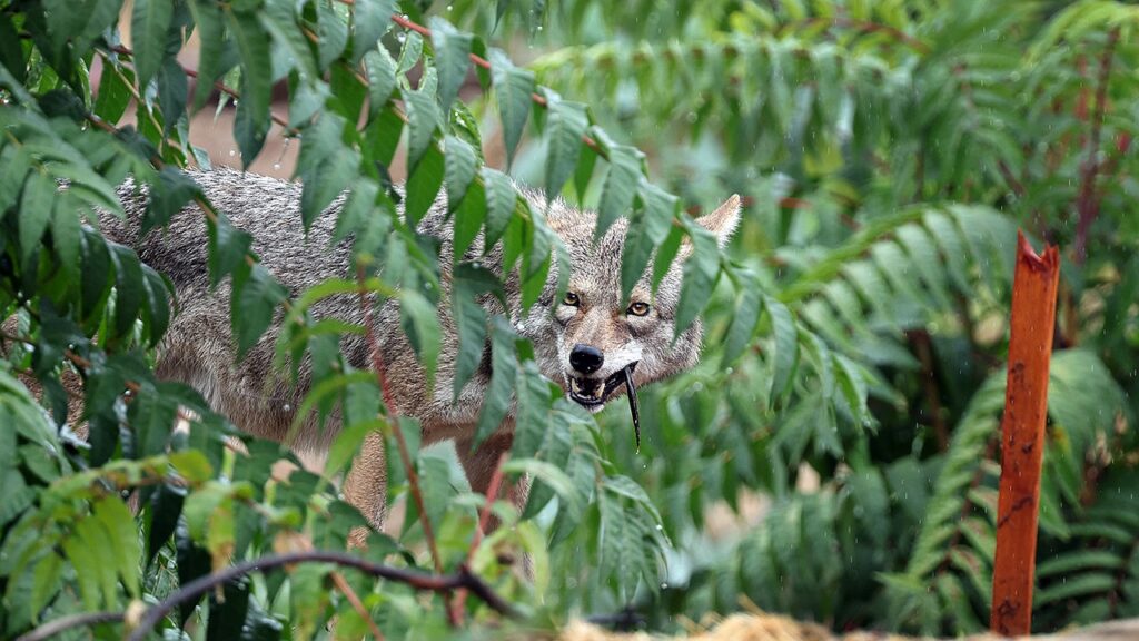 Oregon child attacked by coyote during game of hide-and-seek in backyard, state officials sound alarm
