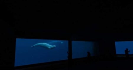 Ottawa, Ontario urge each other to help Marineland’s 30 belugas amid euthanasia threat