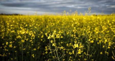 Saskatchewan exports to China drastically fall amid Canada’s tariff dispute